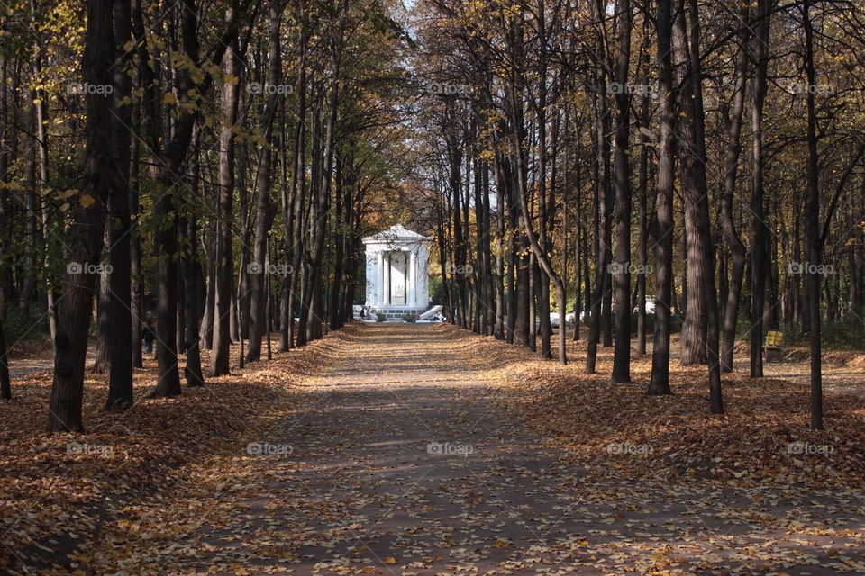 Alley in park in autumn.