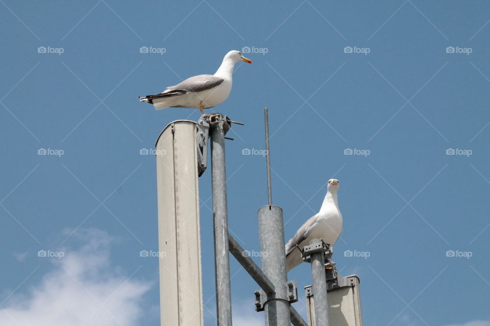 View of seagulls