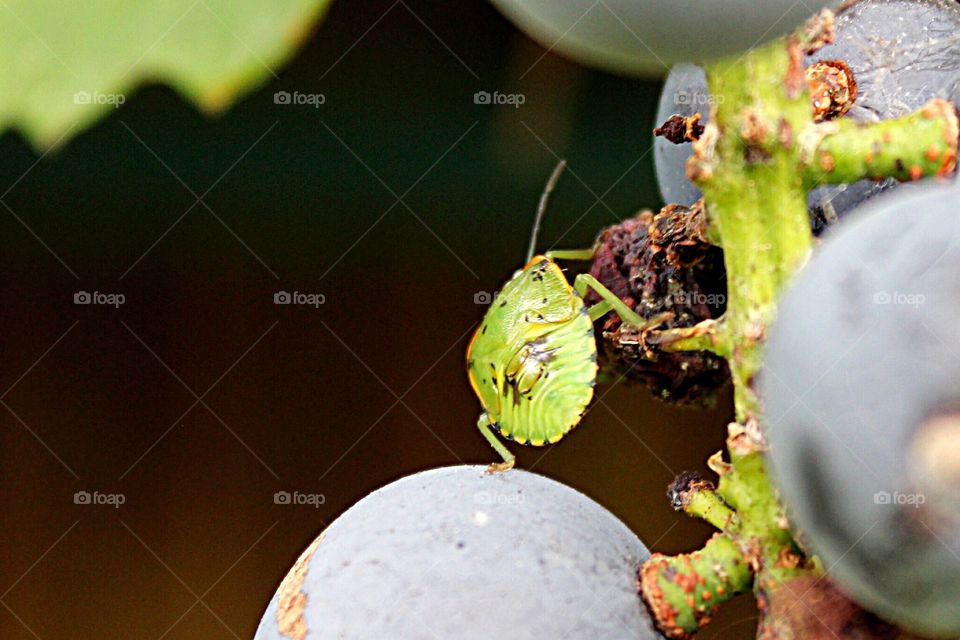 Stink Bug on grapes. 