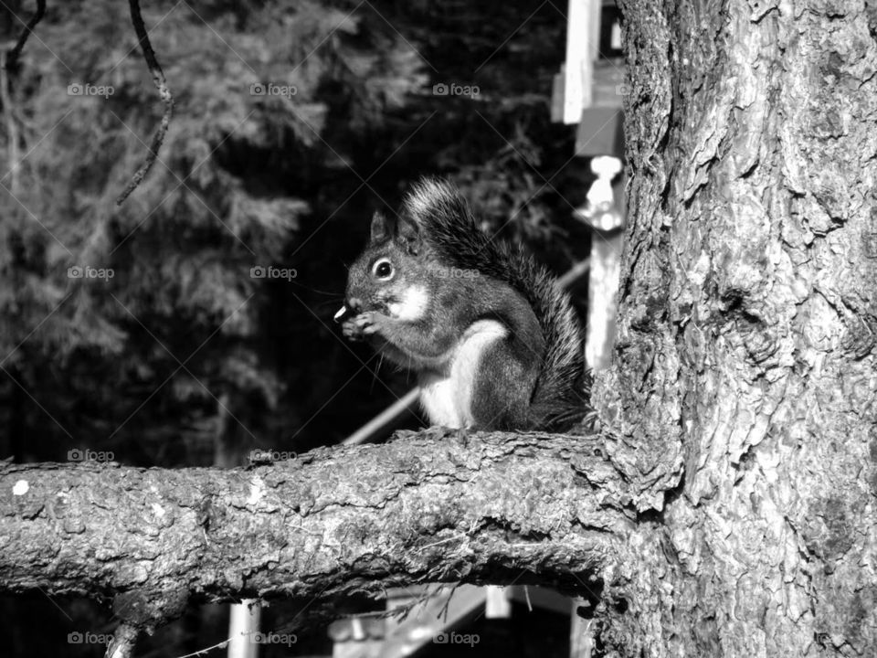 A photo I captured of a cute squirrel snacking , while taking a vacation on the lake. I watched it over the course of a couple days, and watched it stash a few pine cones for the winter season. 