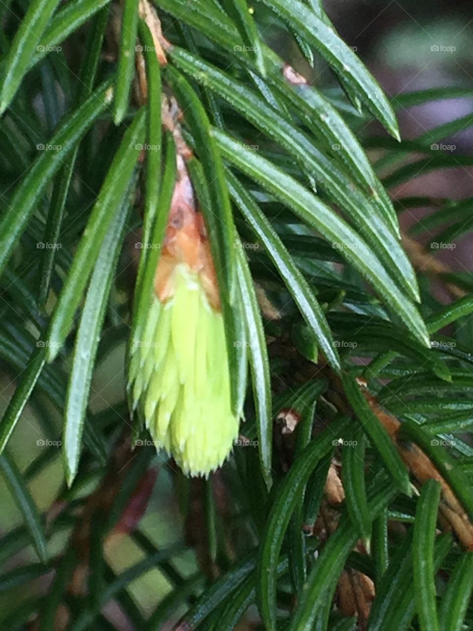 buds on spruce