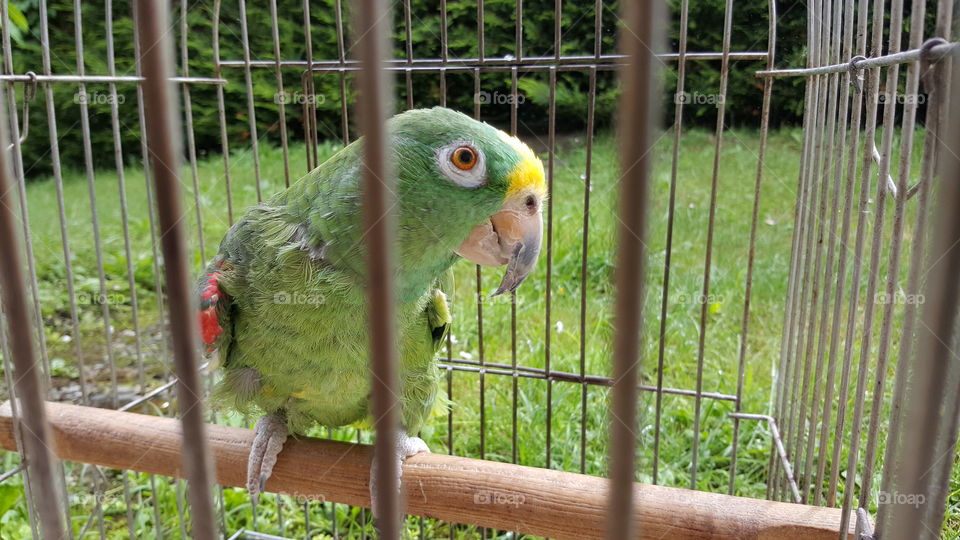 parrot in cage