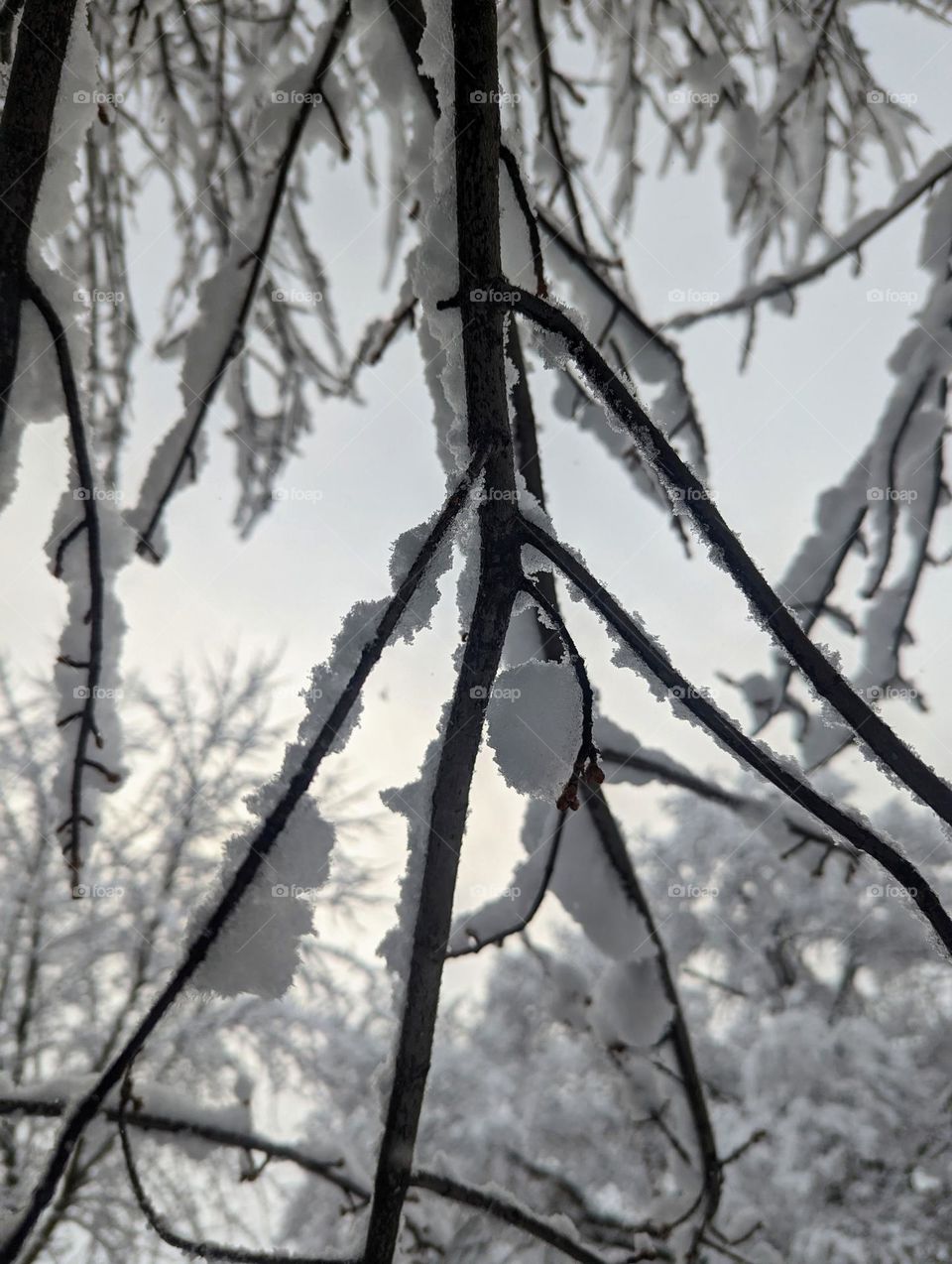 branch of snow