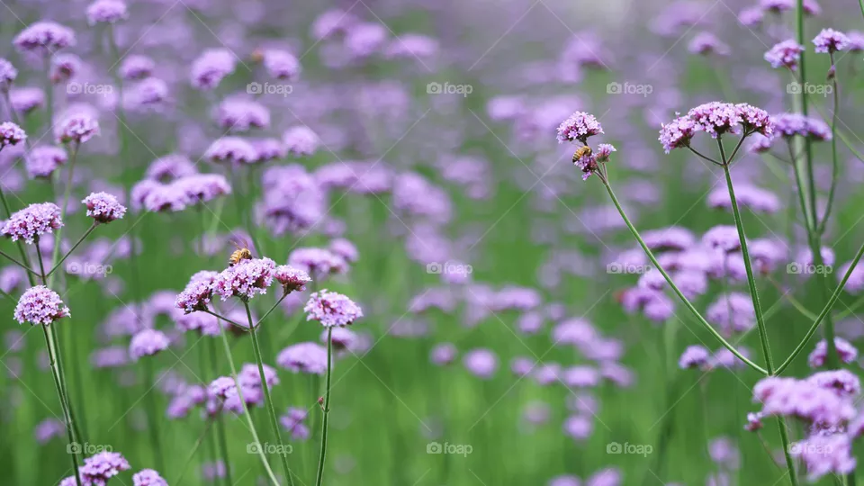 马鞭草