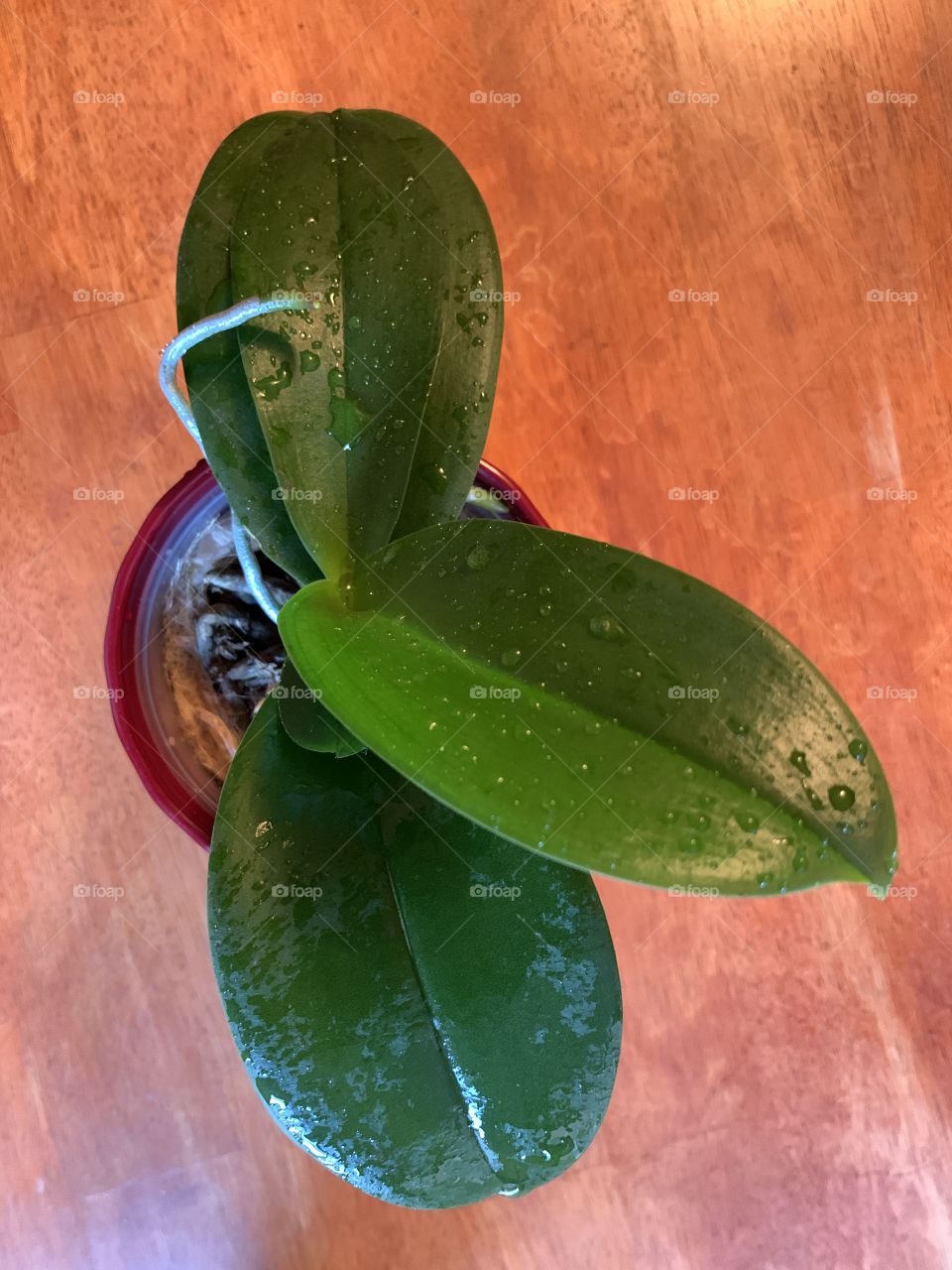 Green leaf of the moth orchid with red pot. An indoor  plant. Home decoration. Nature.