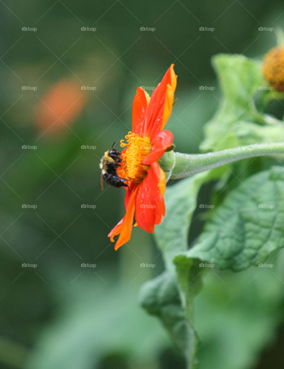 profile bee
