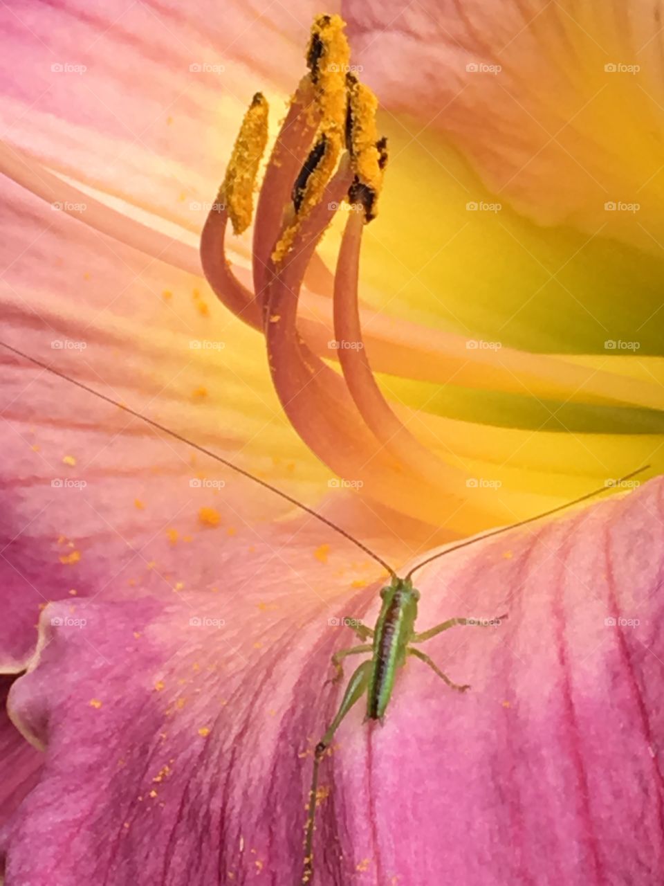 Lily & bug