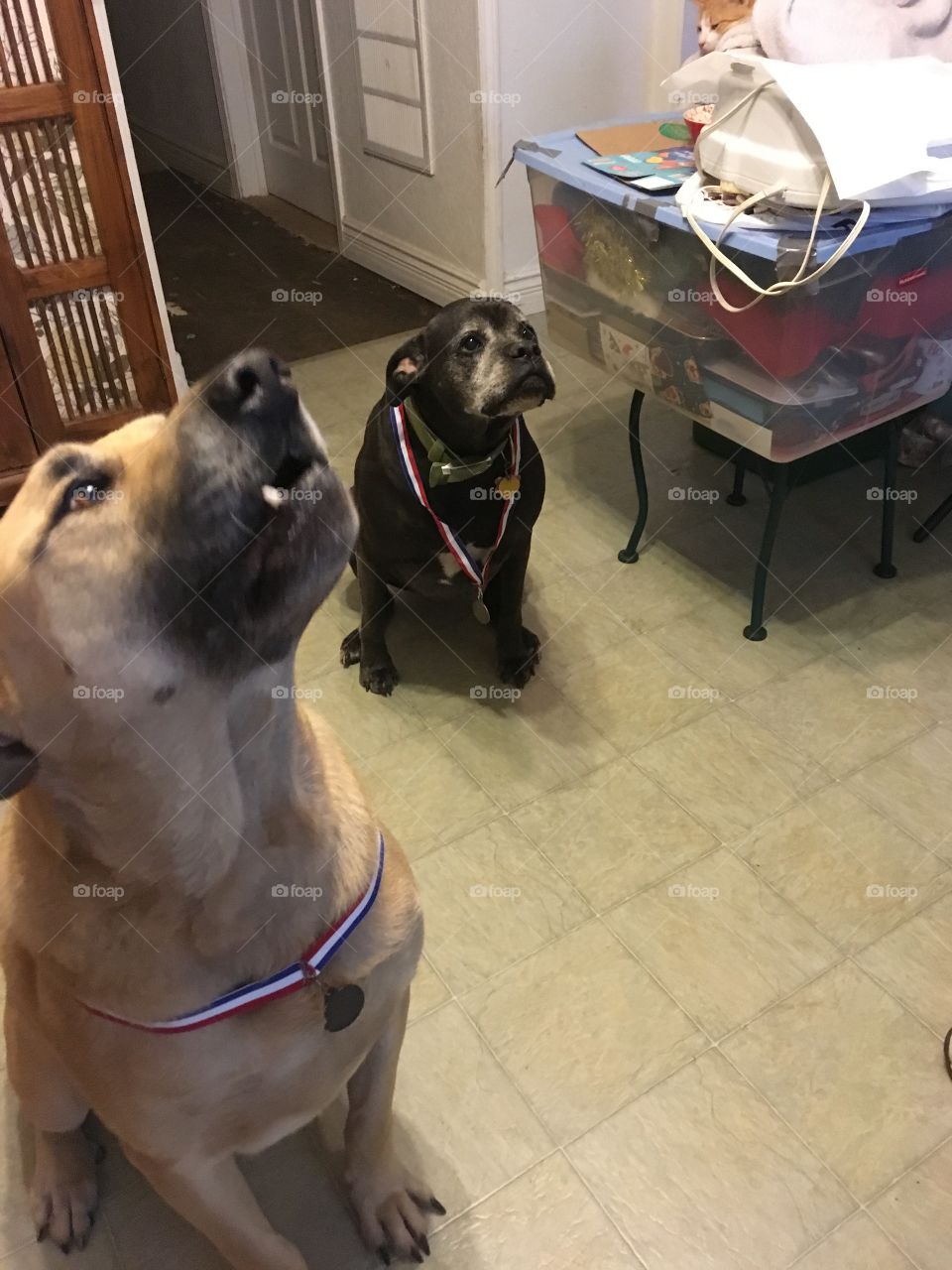 I’m proud to wear my daddy’s medal but my sister is not I don’t think. I won the!