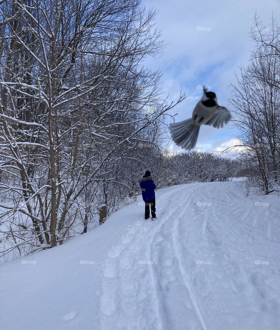 Hey look at me! Photobombed by a black-capped chickadee.