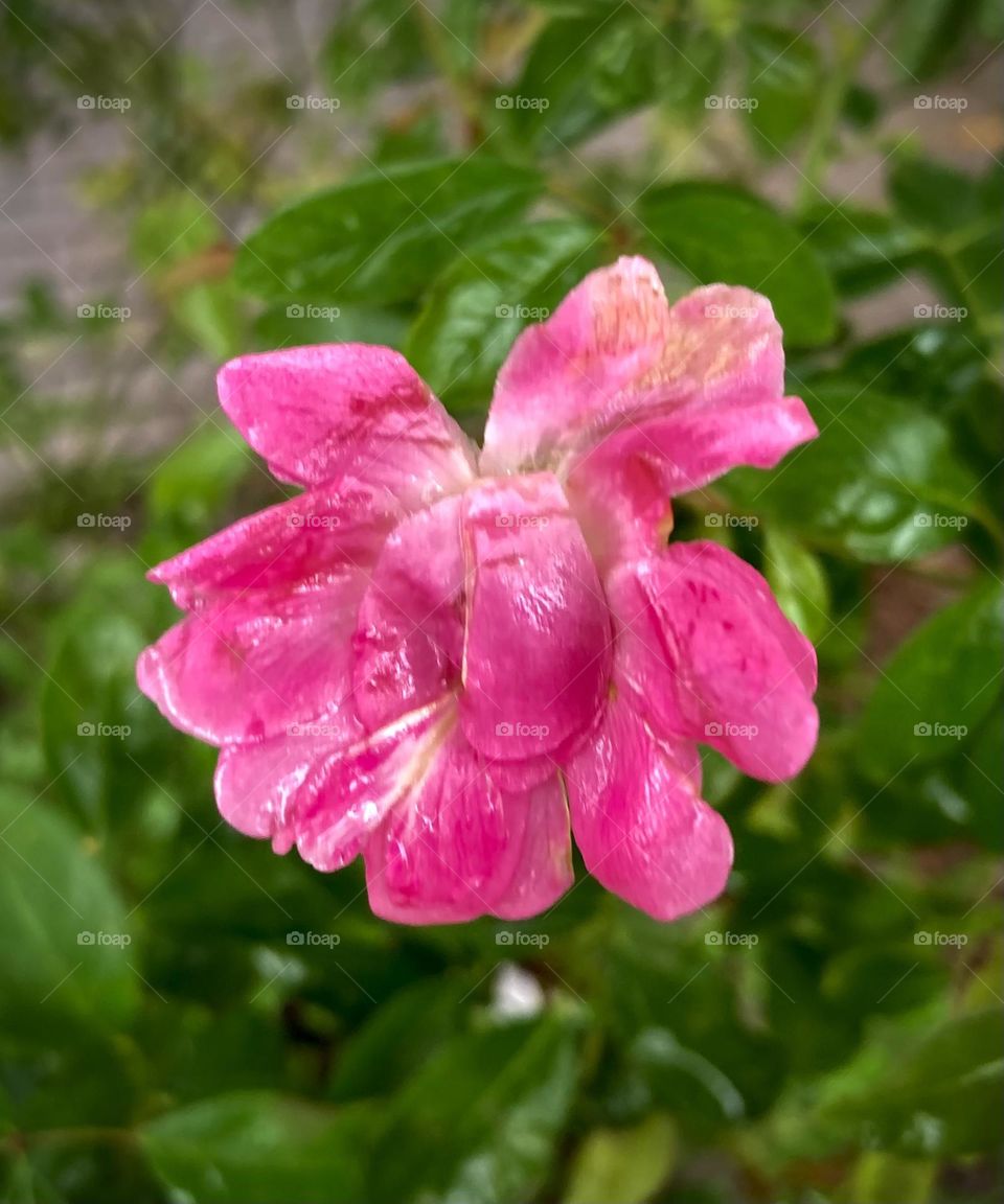 🌹 🇺🇸 Very beautiful flowers to brighten our day.  Live nature and its beauty. Did you like the delicate petals? / 🇧🇷 Flores muito bonitas para alegrar nosso dia. Viva a natureza e sua beleza. Gostaram das pétalas delicadas? 