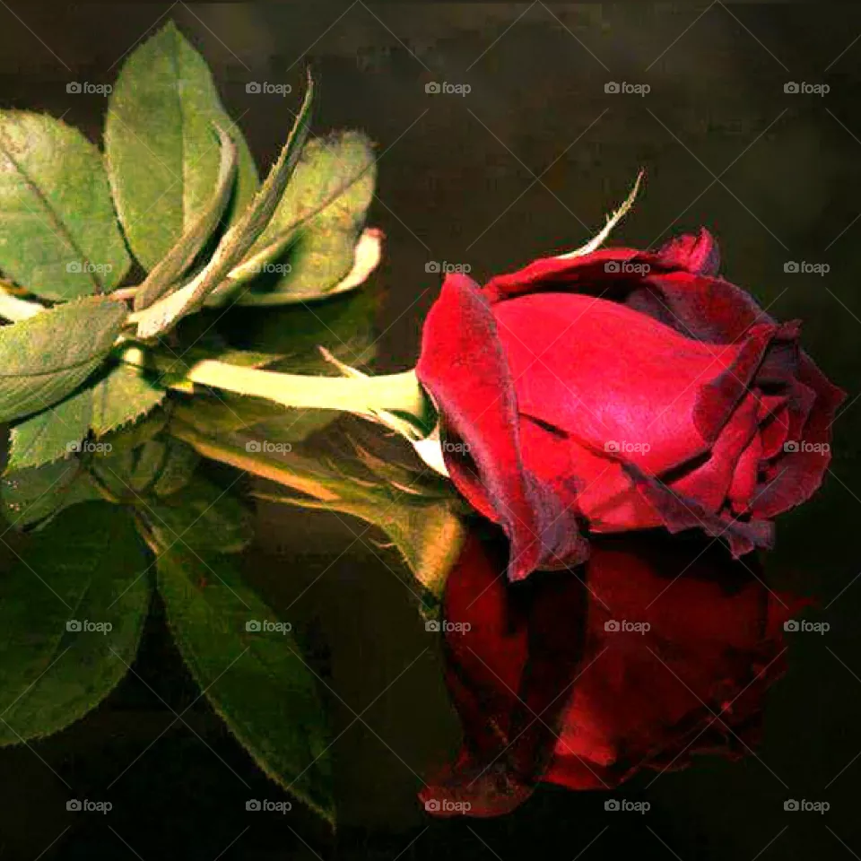 rose
