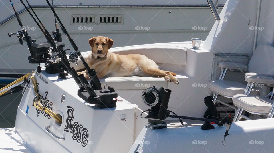 Marina. Sea Dog