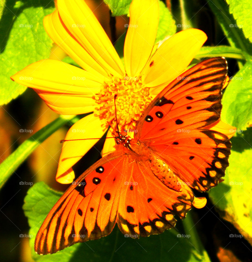 Gulf Fritillary on flower. Butterfly posing on Mexican Sunflower!