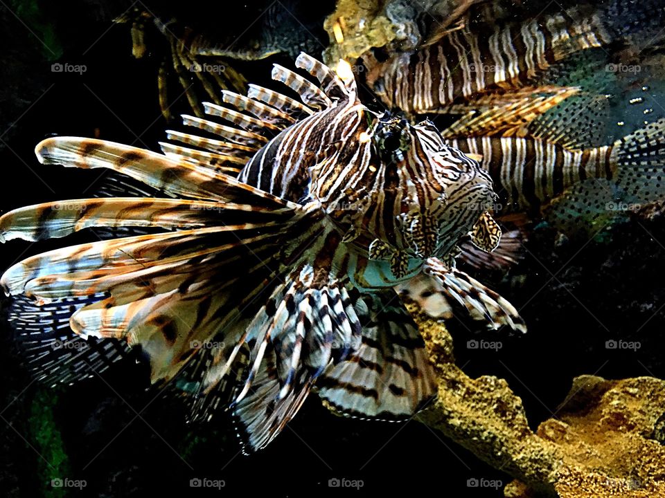 Lion  Fish