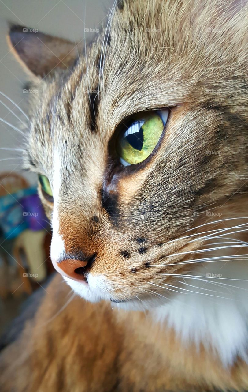 Close-up of cat with green eyes