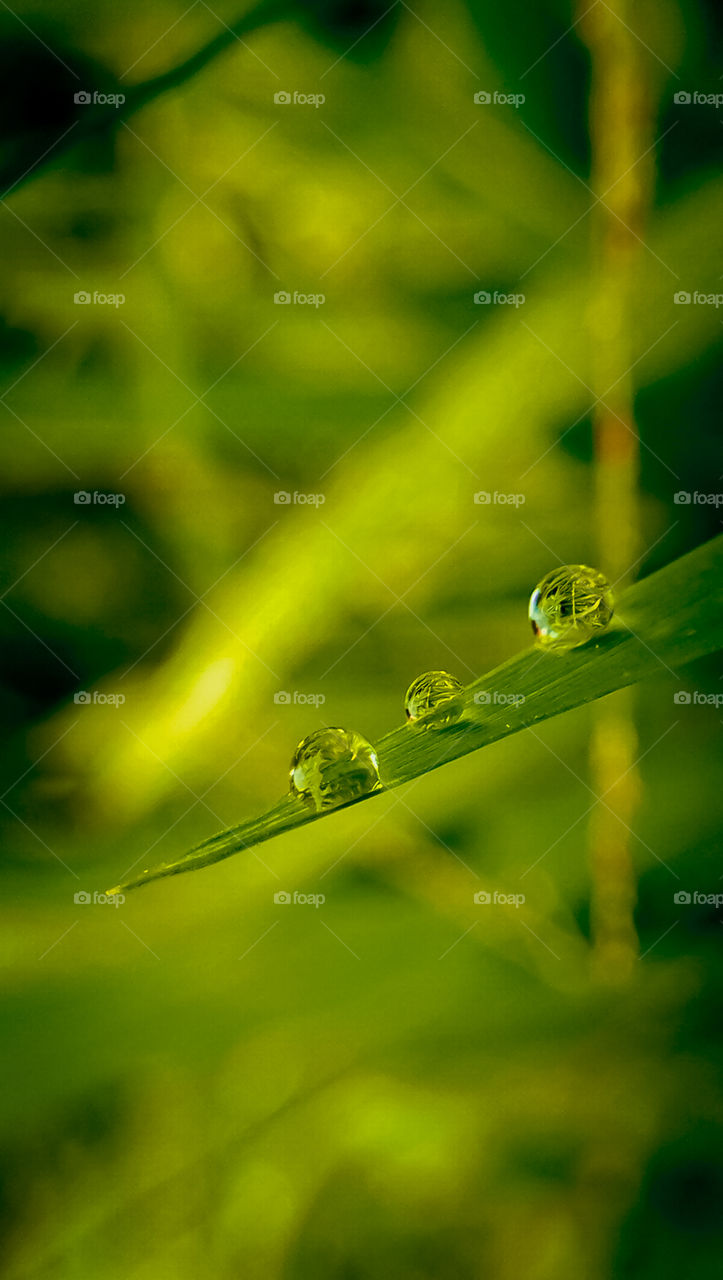 dew at the end of the grass
