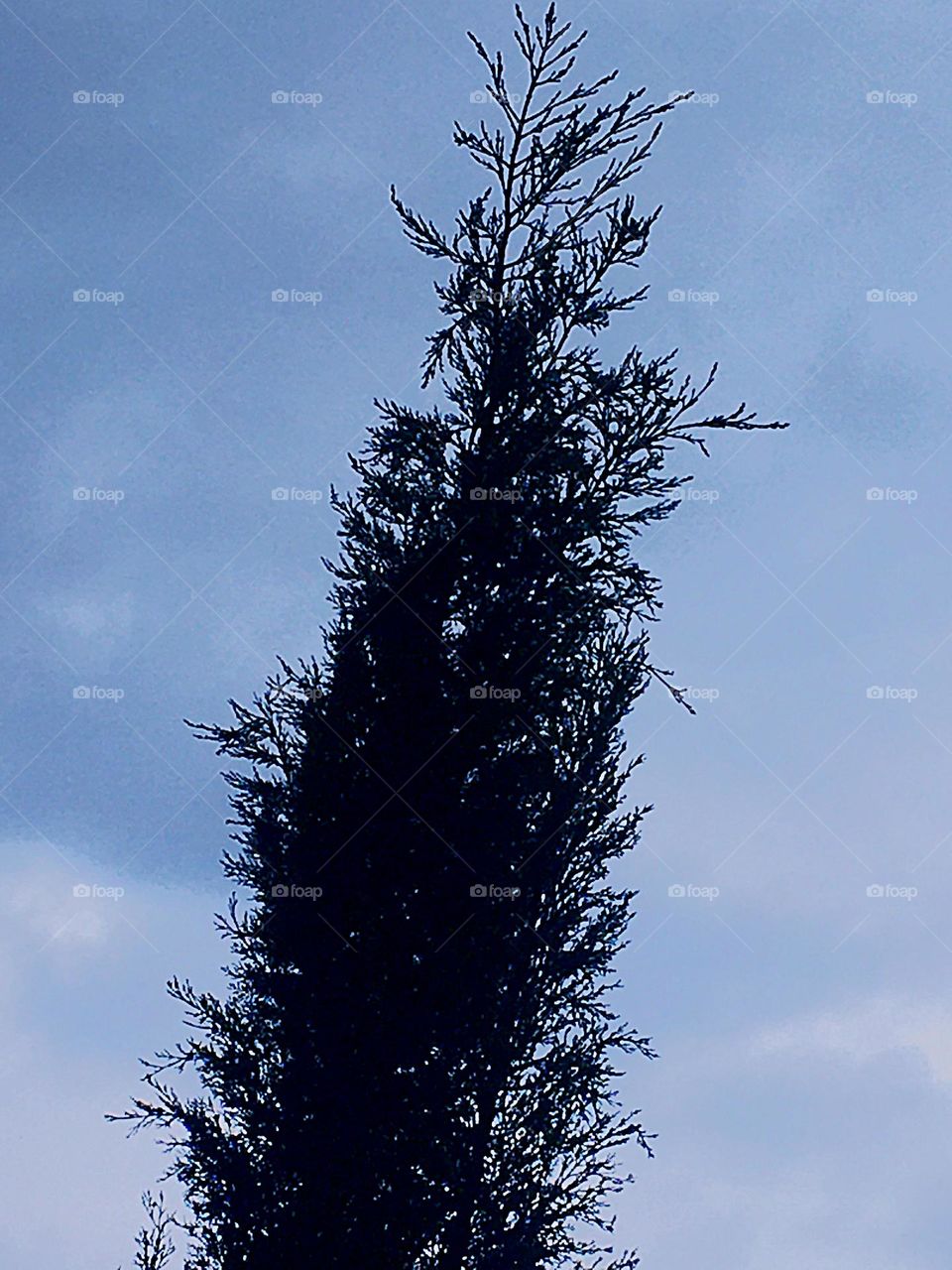 Raindrop on the tree 