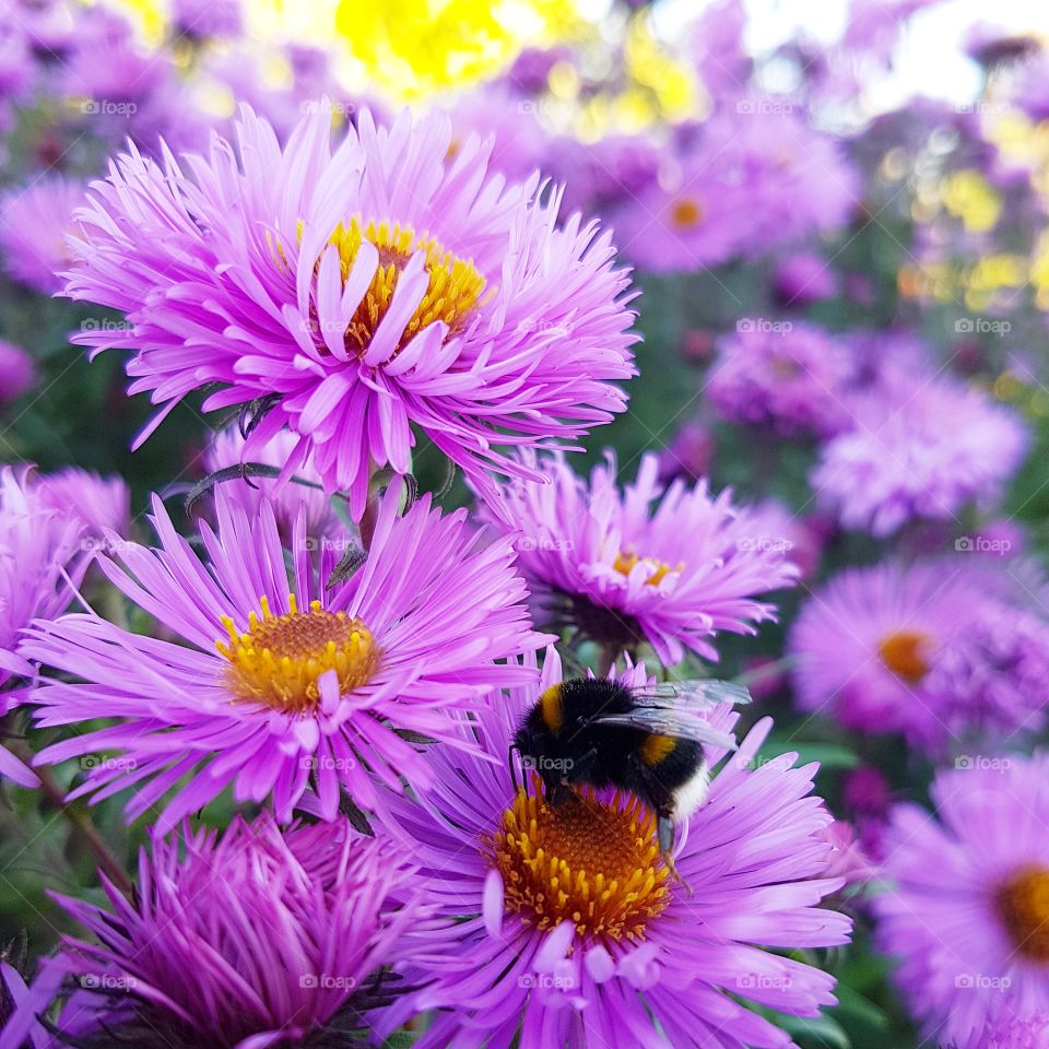 bumble bee on a autumn aster