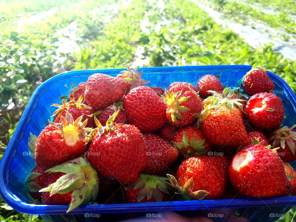 the first strawberries this year, 100% natural