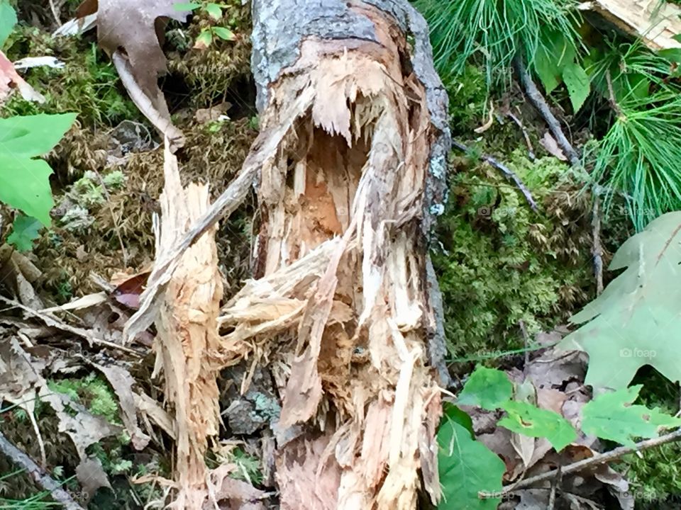 Felled tree
Pennsylvania 