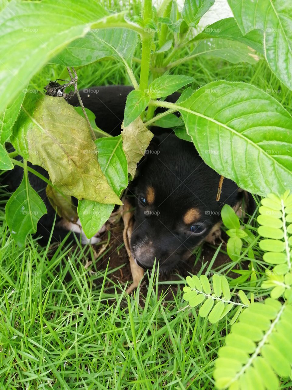 The black puppy is hiding under the flower plant. Look so nice.