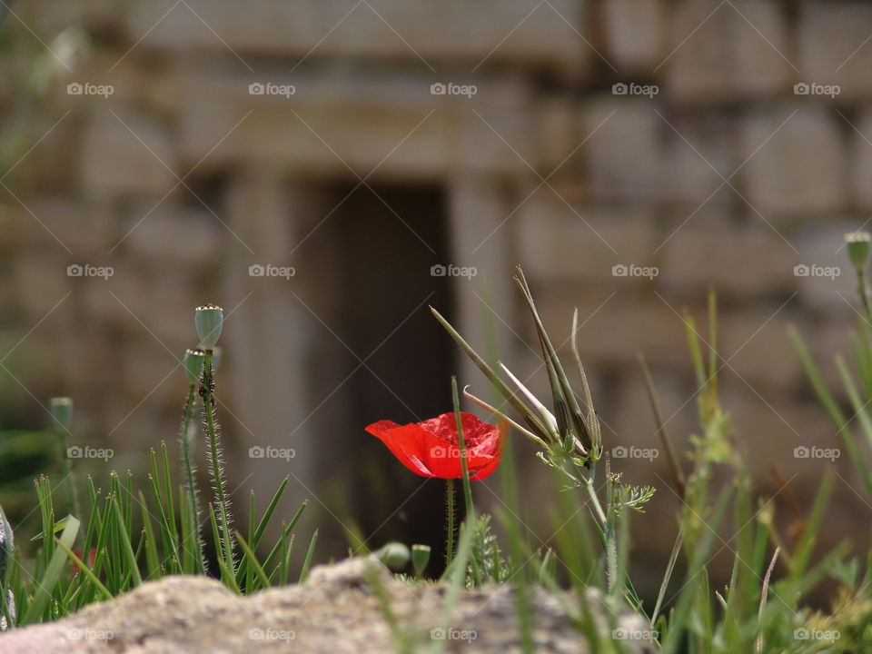tulip and tomb