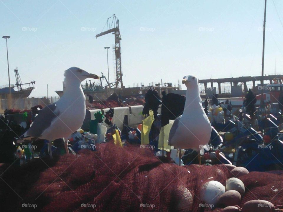 Two seagulls at a harbour.