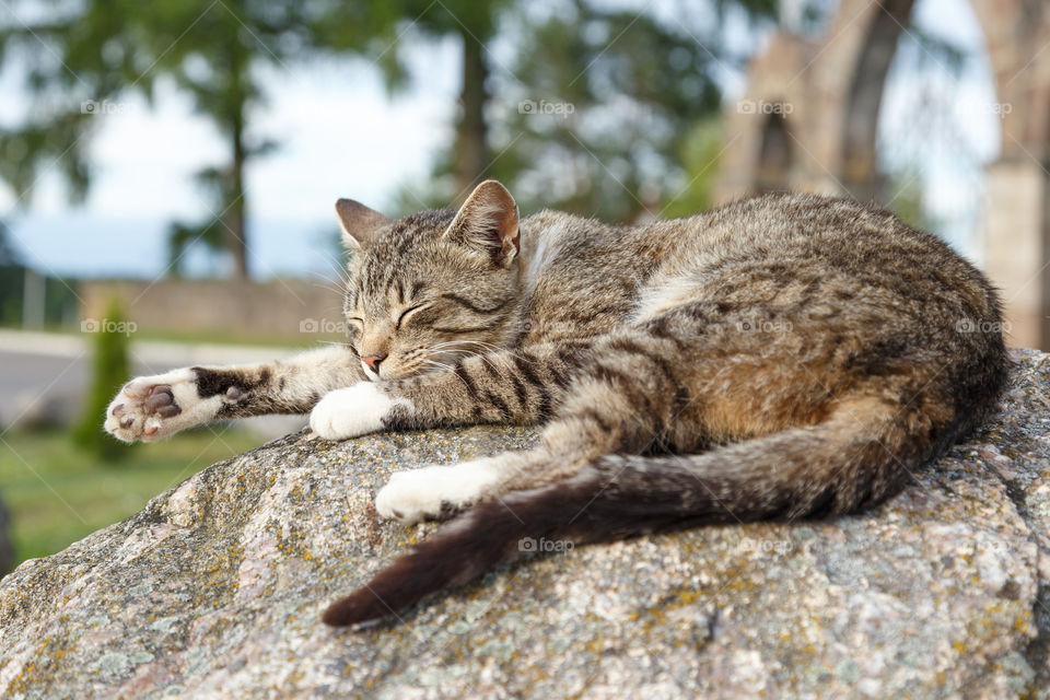 sleeping cat