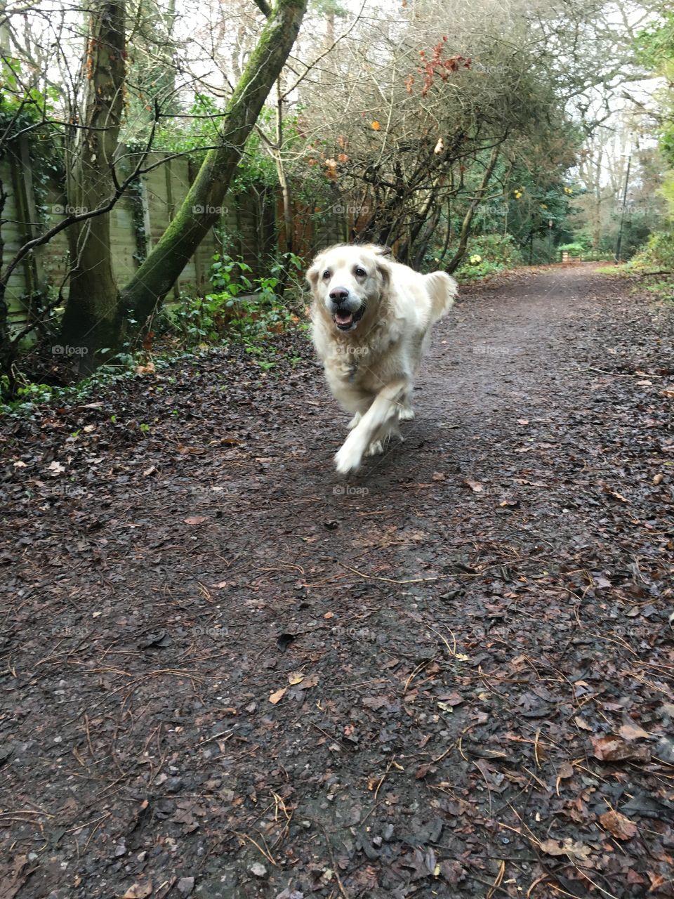 Dog, Nature, No Person, Outdoors, Fall