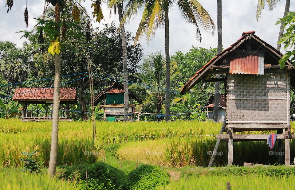 Resting house type site to the surround of paddy field . The paddy's still on young age for grown . But , the colour's interest for old as a way result dryng with the sun . Aside of paddy plots grown well cocconunt palm for easy mind to call village