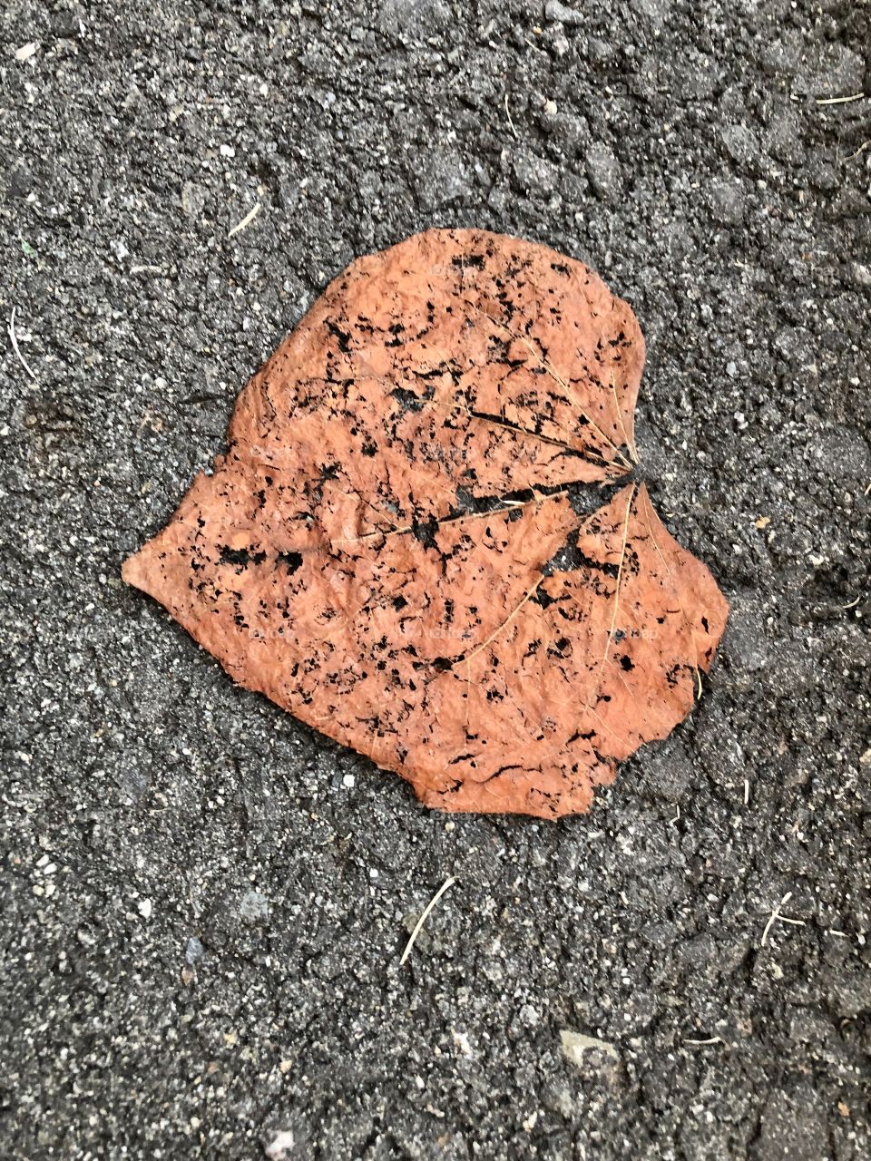 Dry leaf on the street