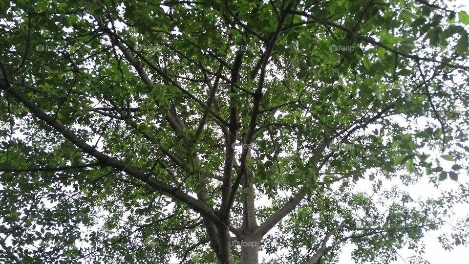 a beautiful tree in the Forest