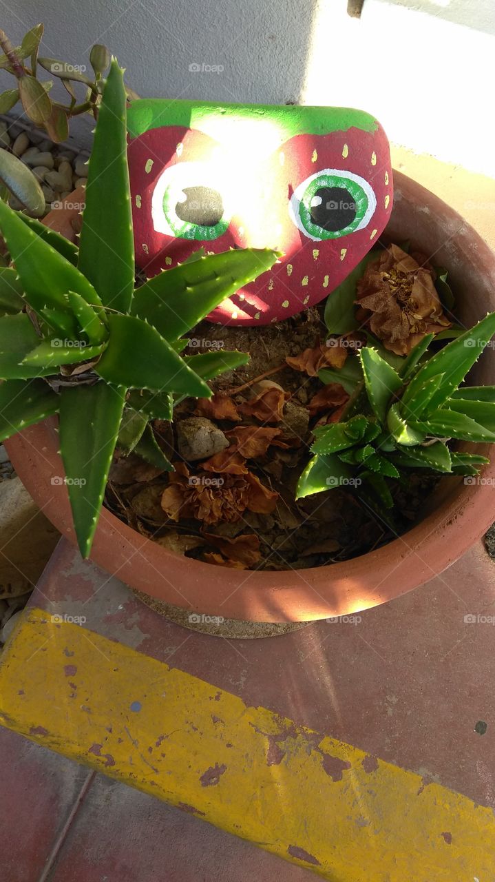 strawberry painted eyes potted plant