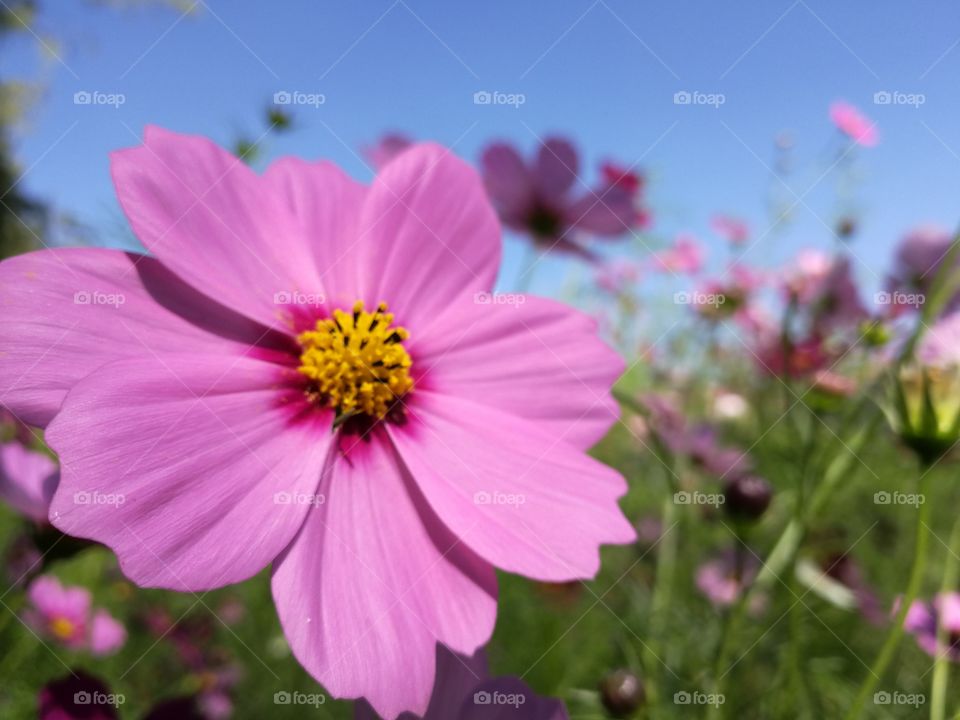 flower cosmos