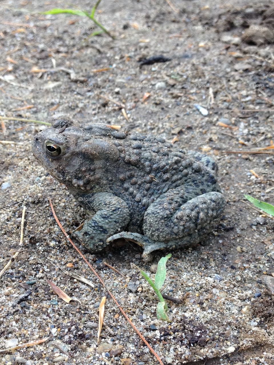 Toad, frog in profile on dirt, detailed.