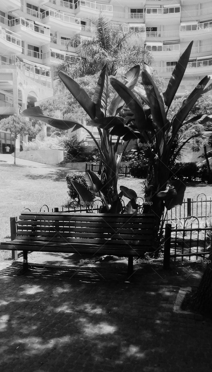 One bench in garden near Gigant Banana Plant in tropical sunny day of summer.
In the backround we can see modern residential building with beautiful architecture.