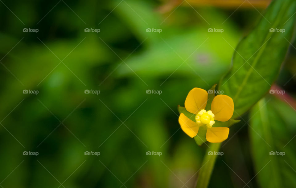 Close-up wildflower plants