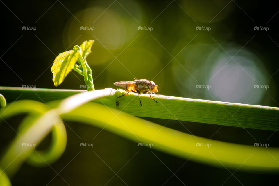 fly sitting on a plant stem