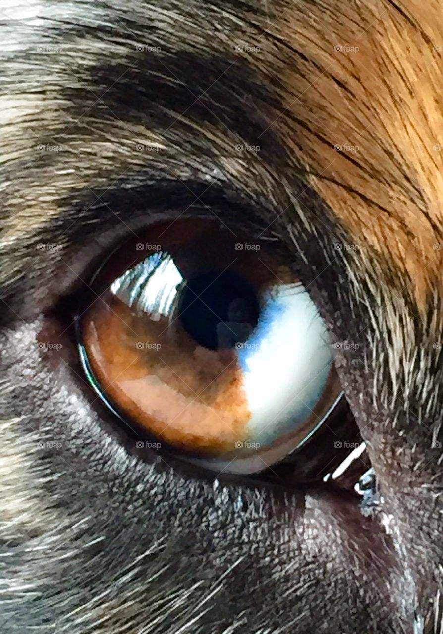 The Blue Merle Australian Shepherds Eyes. So beautiful. I could stare into his eyes forever!