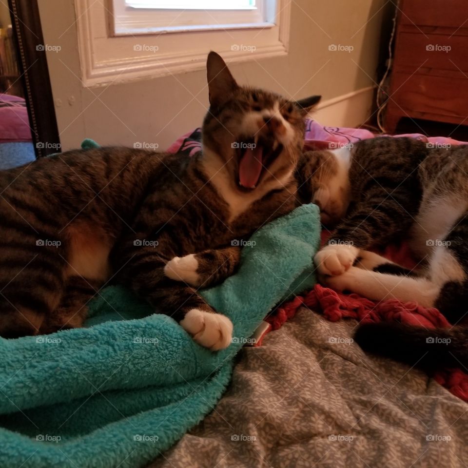 Yawning kitty