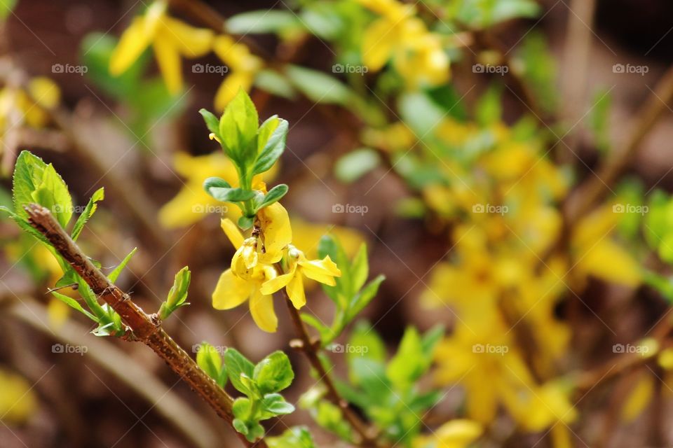 Close up of Forsythia Bush