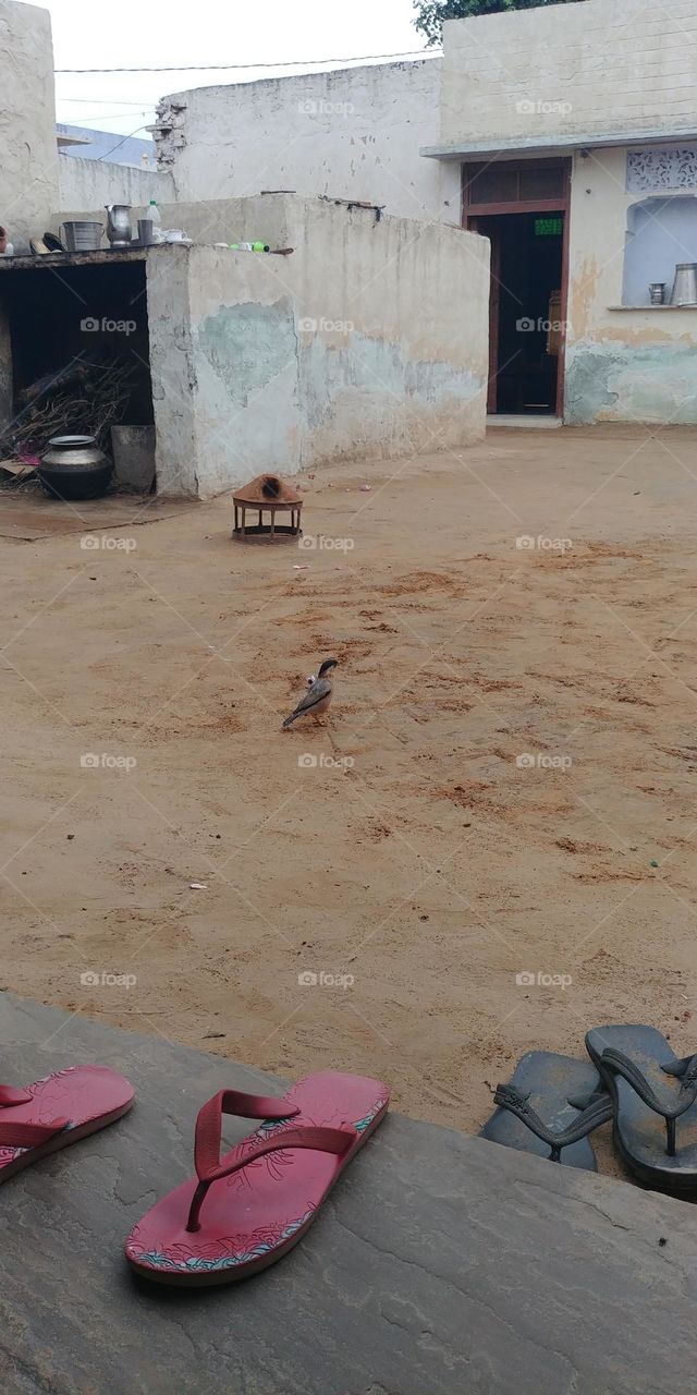 Bird 🐦 🦜 🦚 🪶