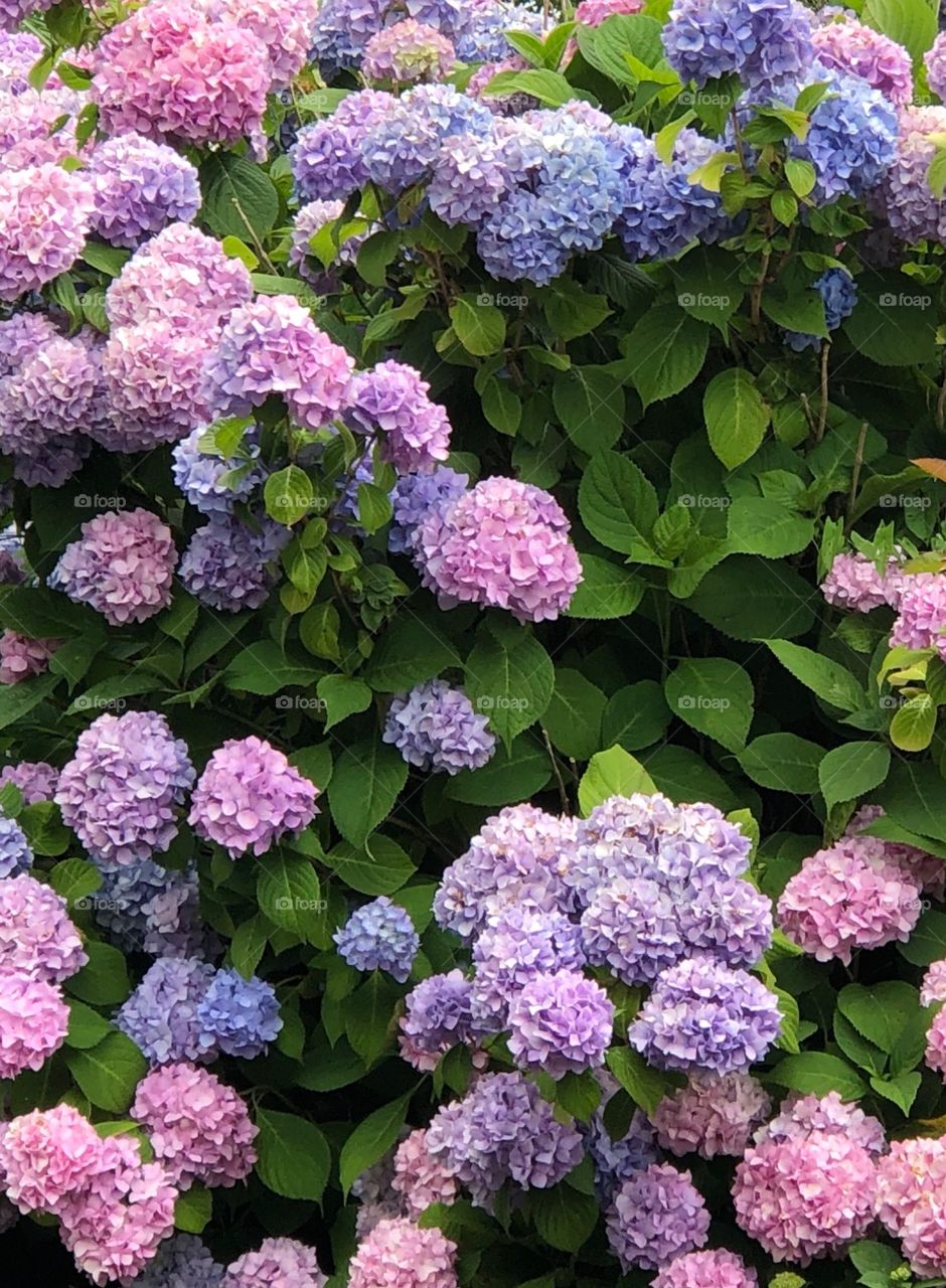 Bicolor Hydrangea, Cape Cod