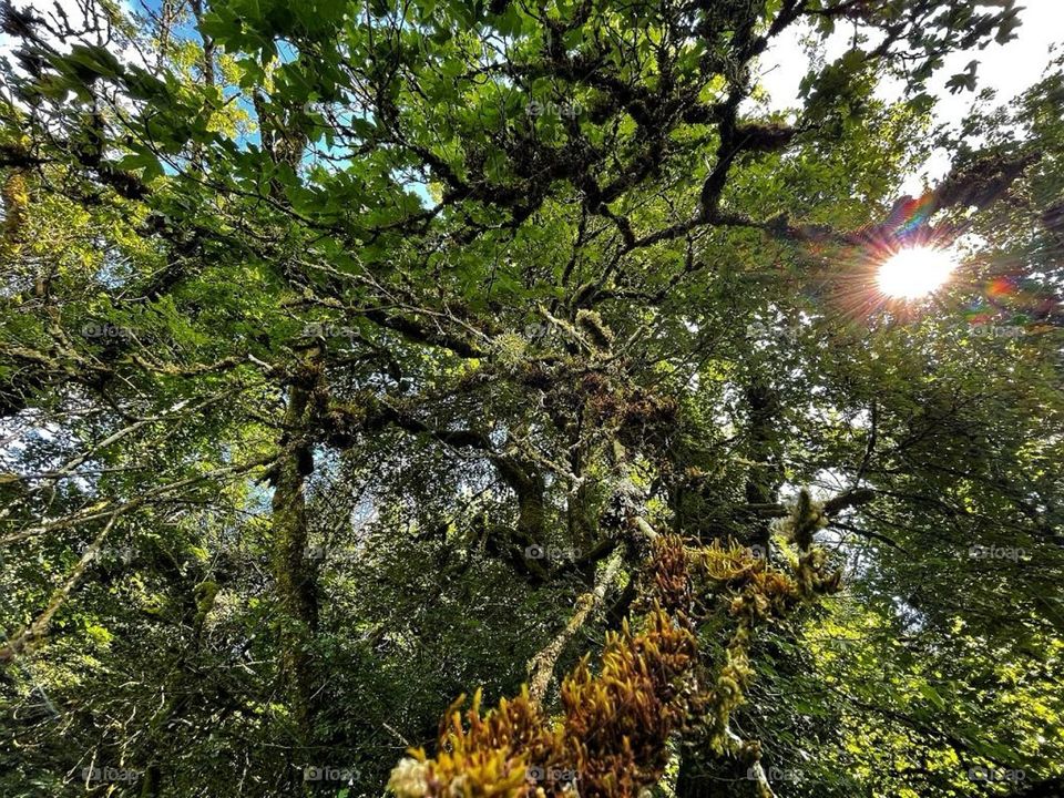 View below the Jura trees.