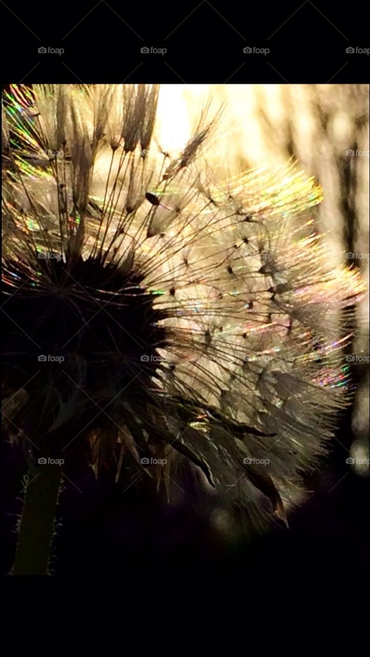 Dandelion