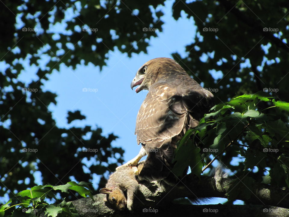 Close if of a red-tailed hawk