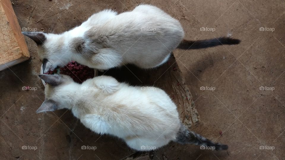 Gatos comendo ração.