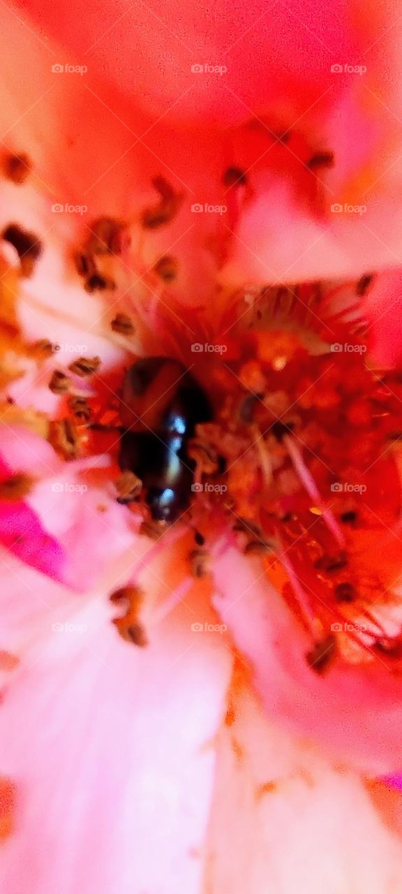 ladybug on flower colorful striking colors