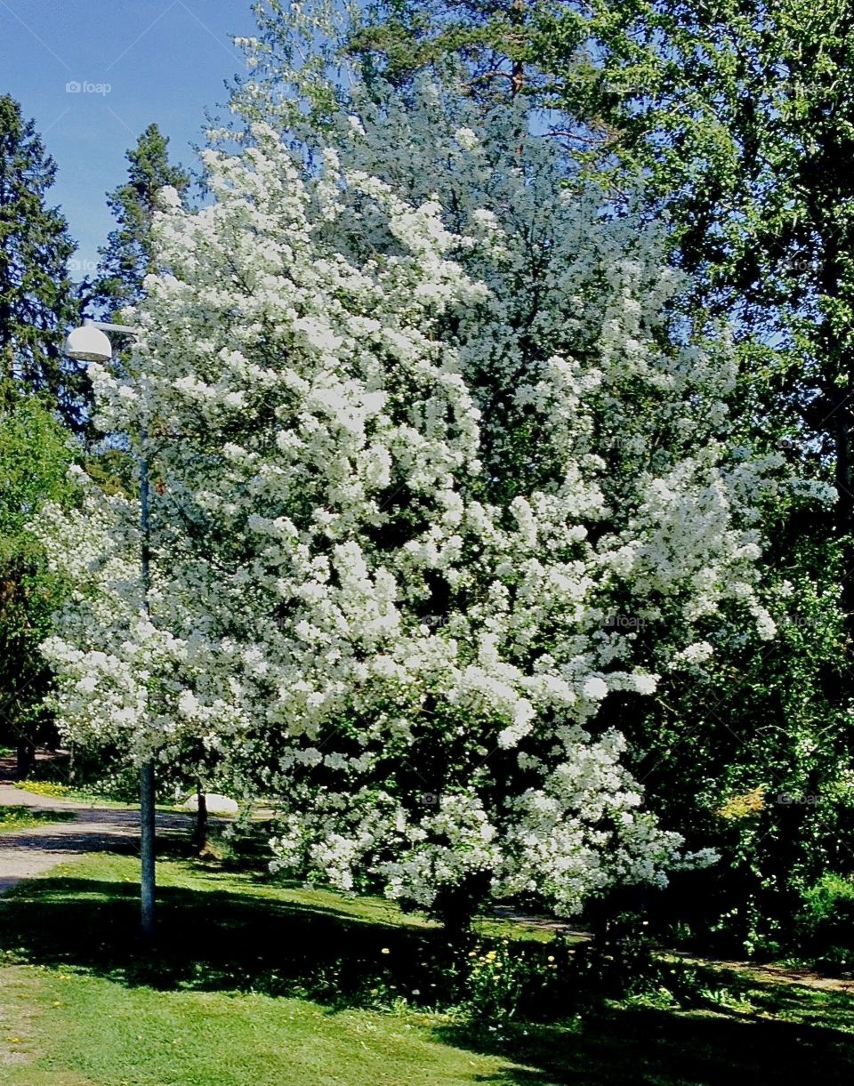 Blooming lilac