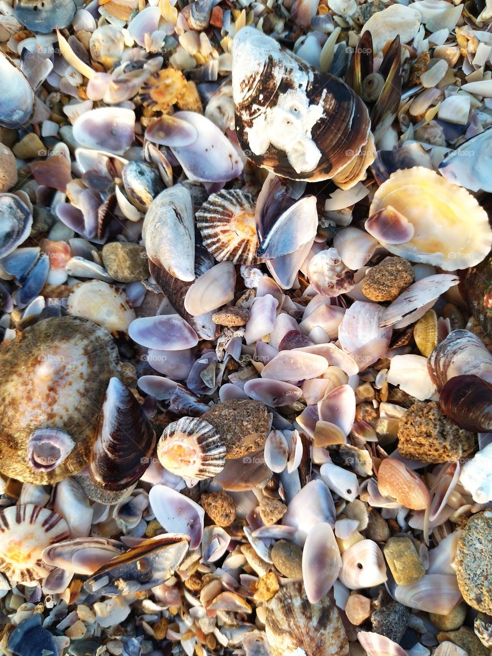 shells in the beach